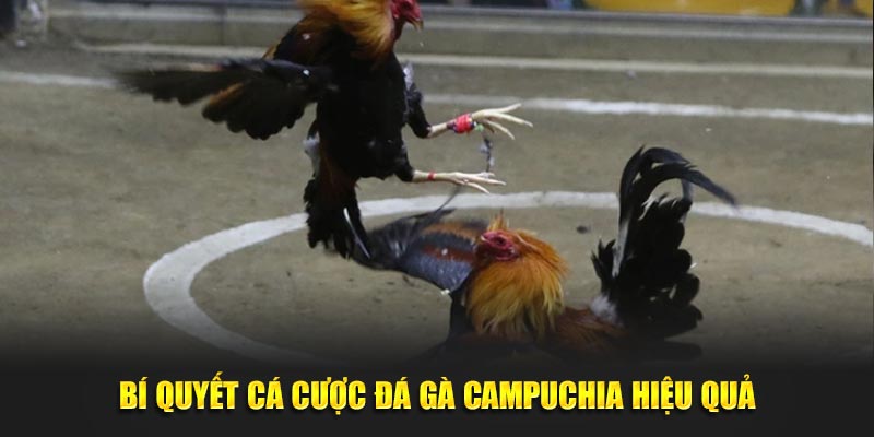 Bí quyết cá cược đá gà Campuchia hiệu quả