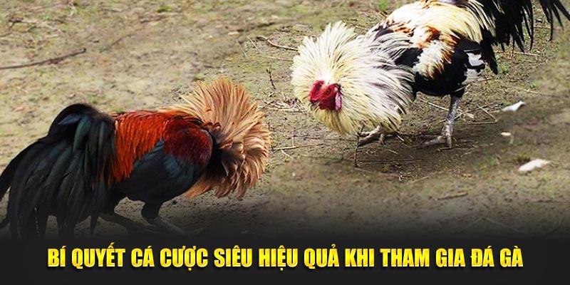 Bí quyết cá cược siêu hiệu quả khi tham gia đá gà