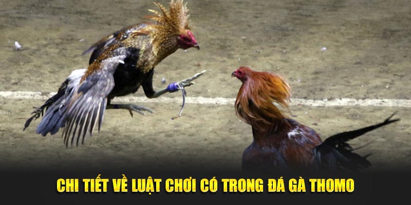 Chi tiết về luật chơi có trong đá gà Thomo