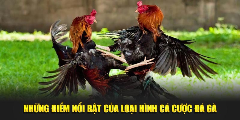 Những điểm nổi bật của loại hình cá cược đá gà