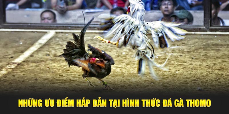 Những ưu điểm hấp dẫn tại hình thức đá gà Thomo