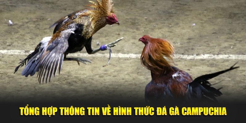 Tổng hợp thông tin về hình thức đá gà Campuchia