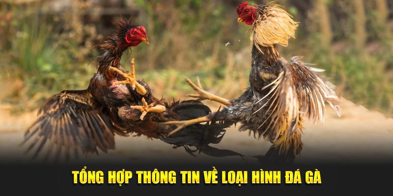 Tổng hợp thông tin về loại hình đá gà tại nhà cái Xoso66