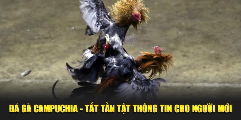 Đá Gà Campuchia - Tất Tần Tật Thông Tin Cho Người Mới