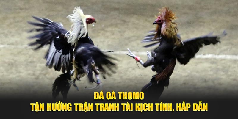 Đá Gà Thomo - Tận Hưởng Trận Tranh Tài Kịch Tính, Hấp Dẫn